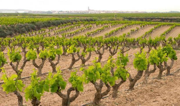 Casa Rural Ardetxal A 16Km De Logrono Y Laguardia Vinaspre Eksteriør bilde
